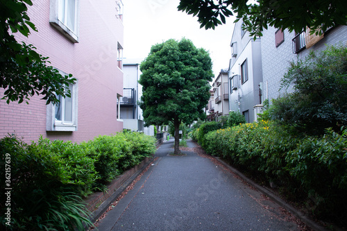 真ん中に木がある裏路地