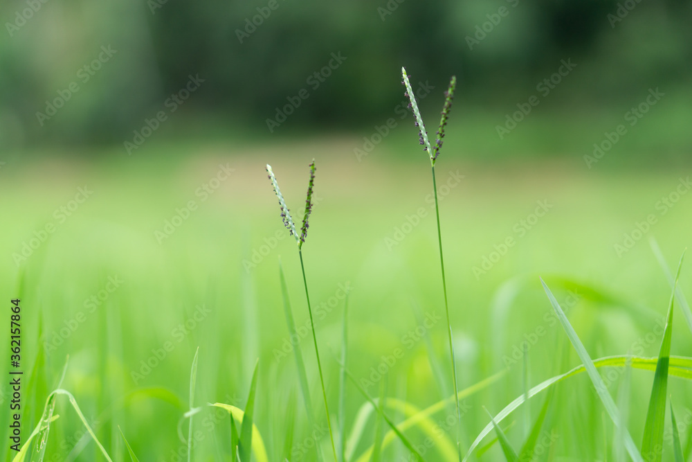 Green Grass Green Grass