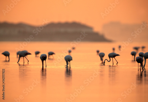 Greater Flamingos feeding at Tubli bay during sunrise, Bahrain © Dr Ajay Kumar Singh