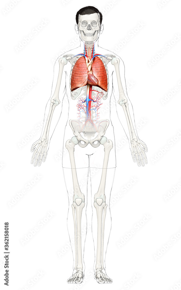 3d rendered, medically accurate illustration of a male lung anatomy 3d rendered, medically accurate illustration of a male lung anatomy
