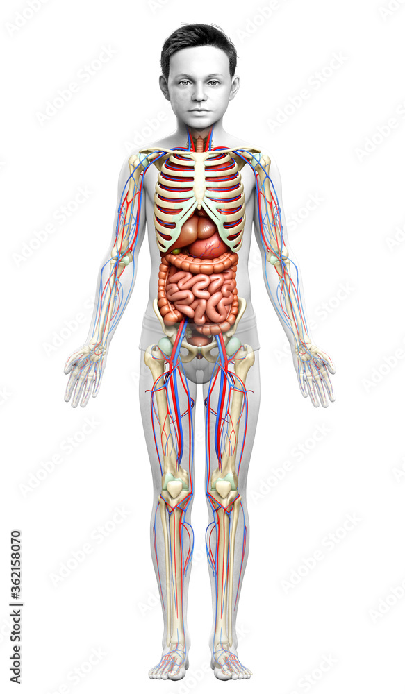Fototapeta premium 3d rendered medically accurate illustration of boy Internal organs, skeleton and circulatory system