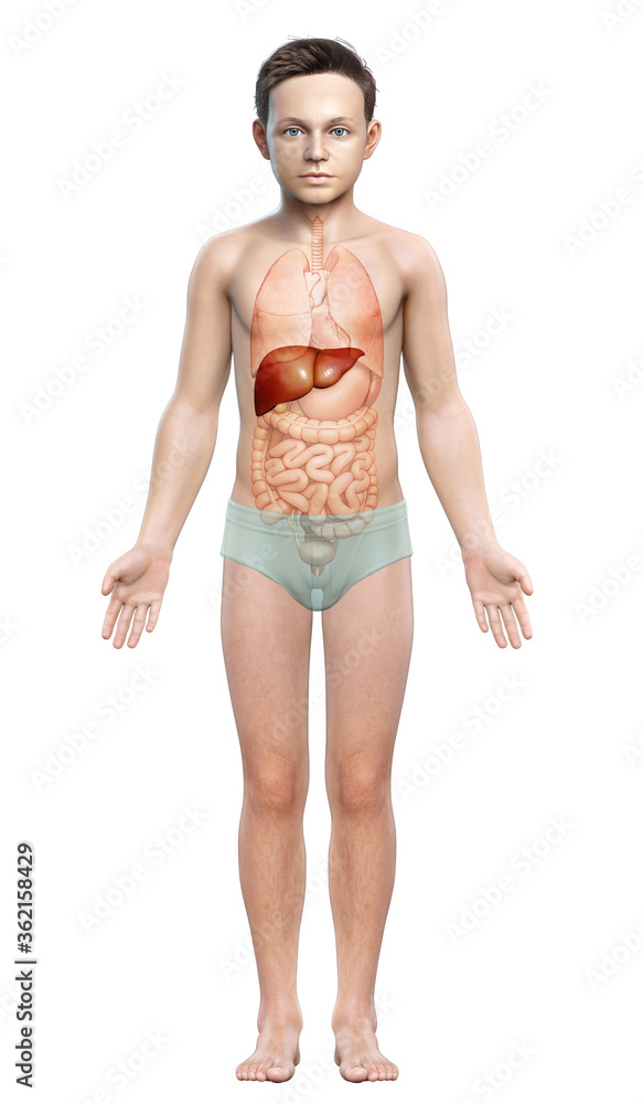3d rendered, medically accurate illustration of young boy Liver Anatomy 3d rendered, medically accurate illustration of young boy Liver Anatomy