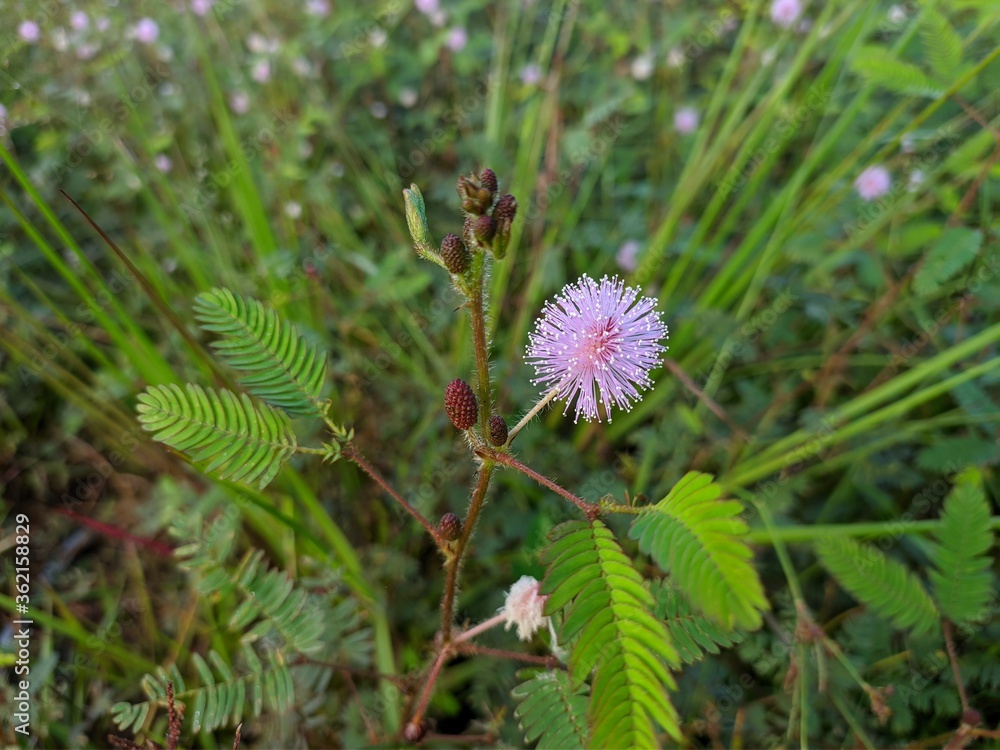 Princess shy Flower (Mimosa Pudica) Grows in Borneo Tropical Nature Princess shy Flower (Mimosa Pudica) Grows in Borneo Tropical Nature