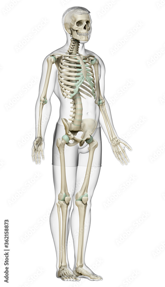 3d rendered, medically accurate illustration of a male skeleton system