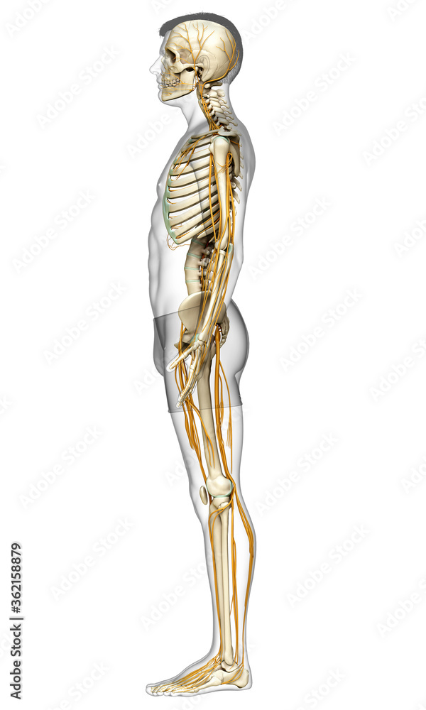 3d rendered medically accurate illustration of the nervous system and skeleton system