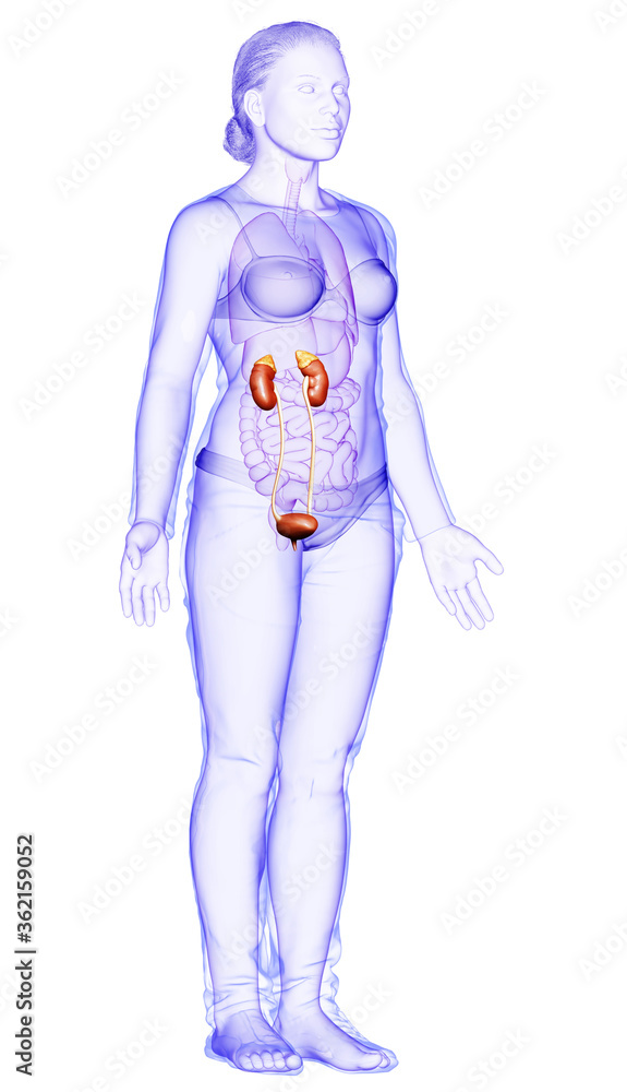 3d rendered, medically accurate illustration of female kidneys 3d rendered, medically accurate illustration of female kidneys