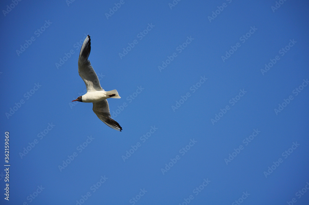 Seagull against the blue sky. Birds, animals, nature