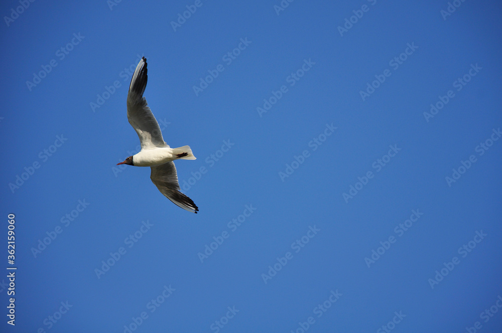 Seagull against the blue sky. Birds, animals, nature Seagull against the blue sky. Birds, animals, nature