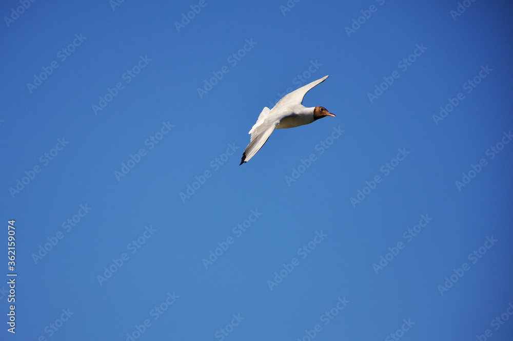 Obraz premium Seagull against the blue sky. Birds, animals, nature