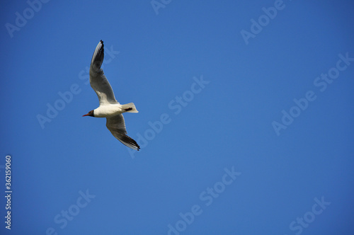 Seagull against the blue sky. Birds  animals  nature