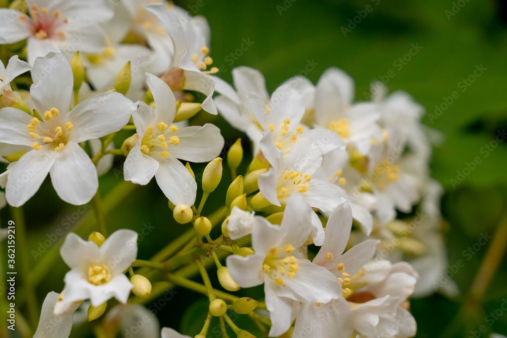 Beautiful white tung tree flowers at hakka tung blossom festival. Beautiful white tung tree flowers at hakka tung blossom festival.