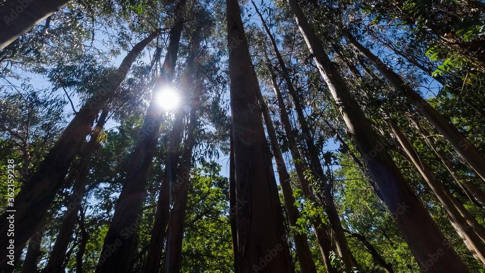 Fototapeta premium bottom view of the sun through the tops of green eucalyptus trees, natural forest landscape