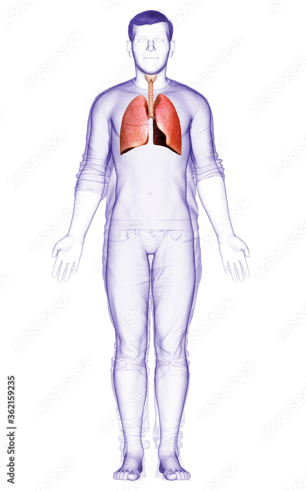 3d rendered, medically accurate illustration of a male lung anatomy 3d rendered, medically accurate illustration of a male lung anatomy
