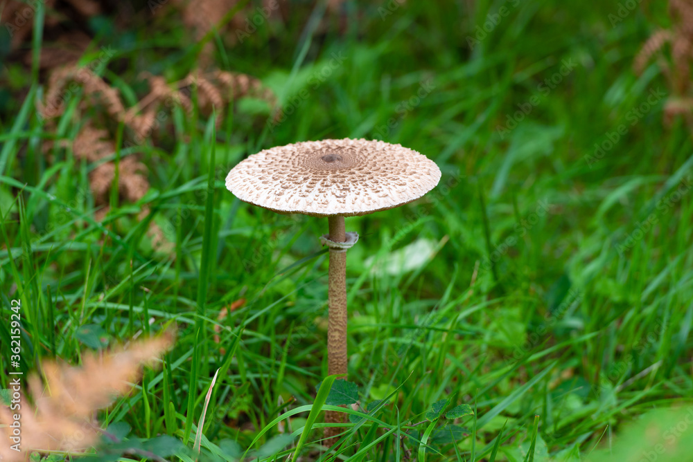 poisonous mushroom in green grass close-up, nature, flora poisonous mushroom in green grass close-up, nature, flora