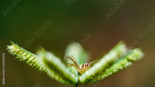 Jumping spider on grass flower © Irfan M Nur