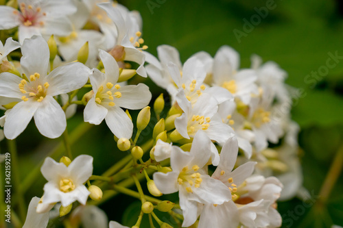 Beautiful white tung tree flowers at hakka tung blossom festival. 