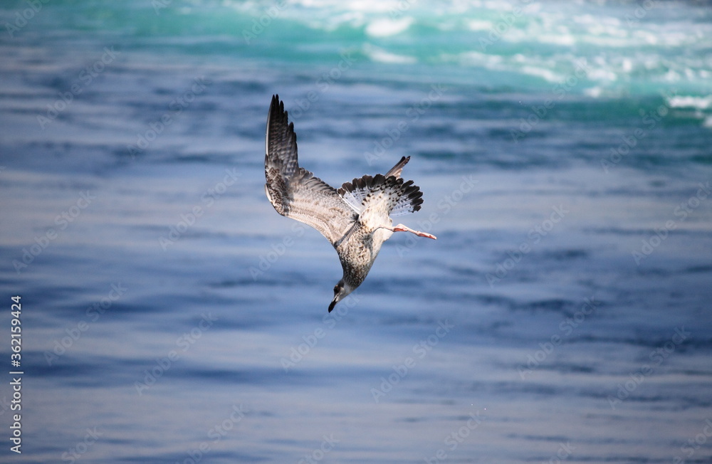 A seagull dives into the sea for fishing A seagull dives into the sea for fishing