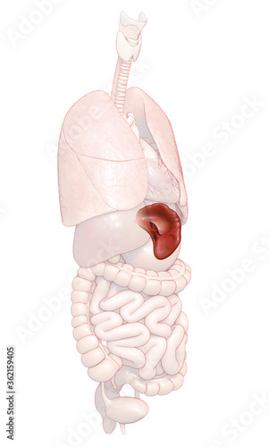 3d rendered, medically accurate illustration of the Spleen Anatomy