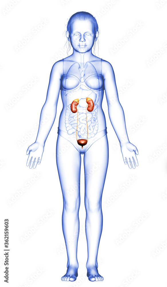 3d rendered, medically accurate illustration of the young girl kidneys anatomy