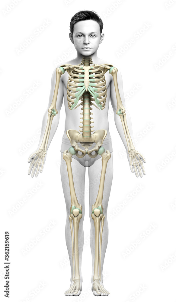 3d rendered, medically accurate illustration of a young boy skeleton system 3d rendered, medically accurate illustration of a young boy skeleton system