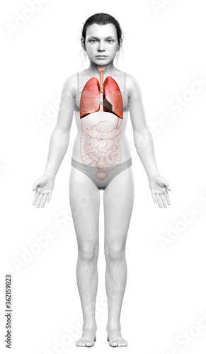 3d rendered, medically accurate illustration of a young girl lung anatomy