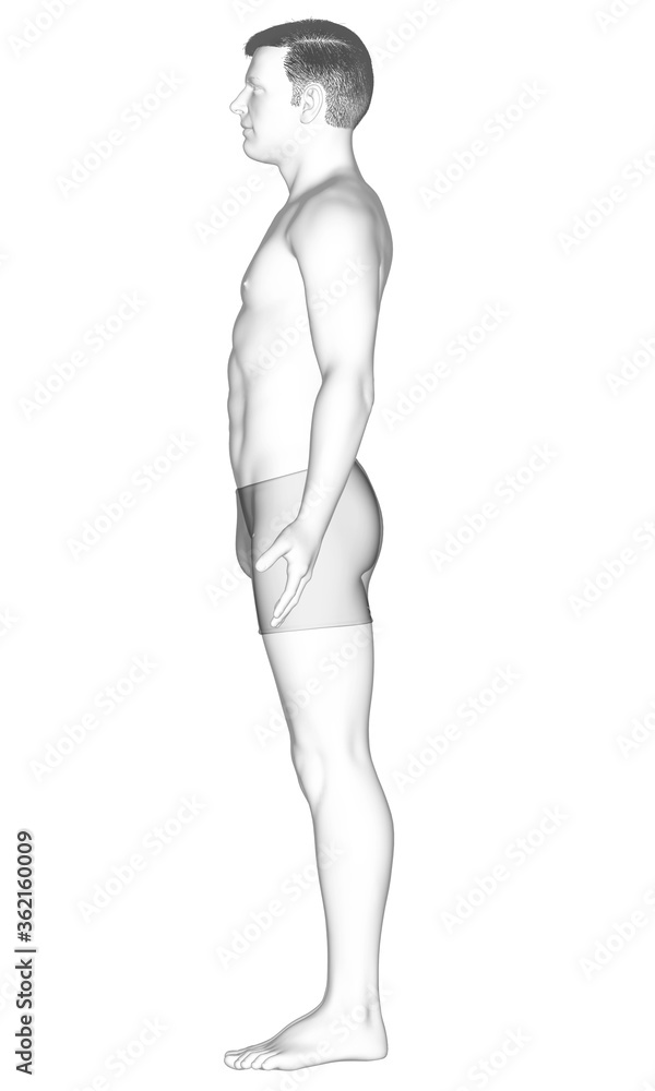 Naklejka premium 3d rendered illustration of the male body
