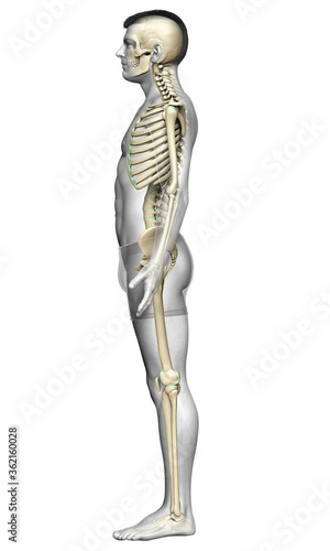 3d rendered  medically accurate illustration of a male skeleton system