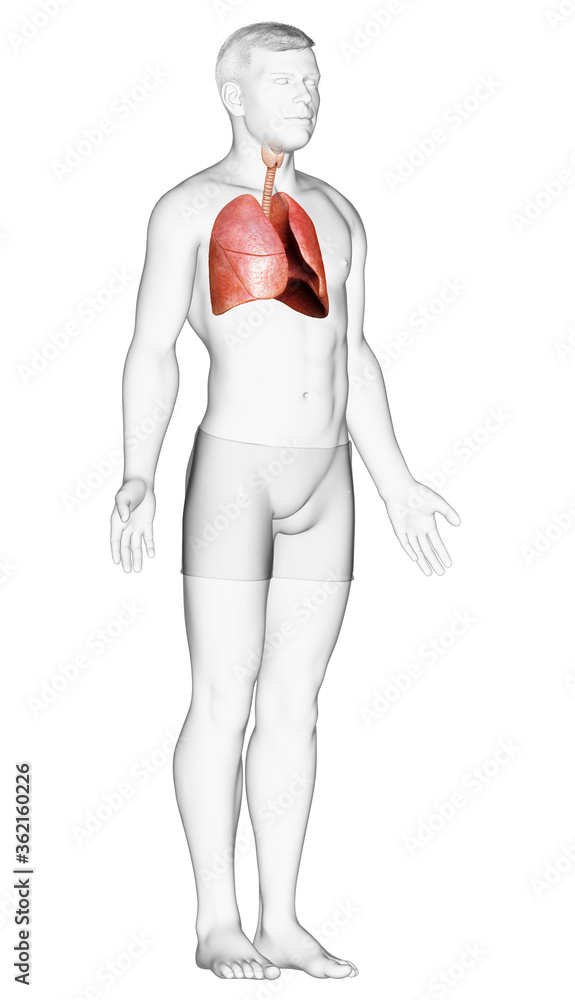 3d rendered, medically accurate illustration of a male lung anatomy 3d rendered, medically accurate illustration of a male lung anatomy