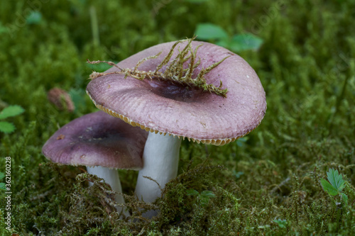 Edible mushroom Russula puellaris in the spruce forest. Known as Yellowing Brittlegill. Wild mushrooms with purple cap growing in the moss.