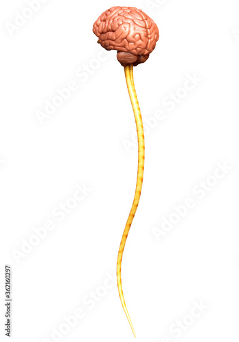 3d rendered medically accurate illustration of the brain