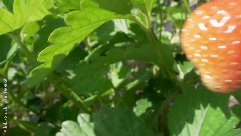 super close strawberries in the grass on a branch on a clear sunny day super close strawberries in the grass on a branch on a clear sunny day