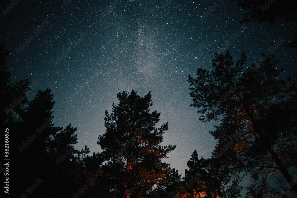 Fototapeta premium starry night in a pine forest
