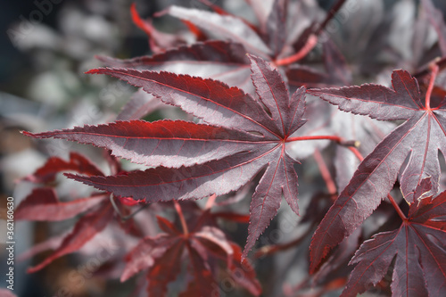 Japanese Maple Bloodgood photo