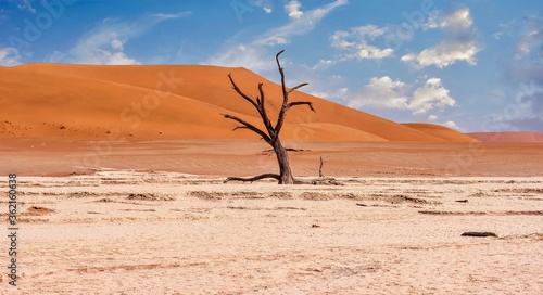 An ancient tree skeleton in a claypan, with a background of large red sand dunes in the Namib Desert at Deadvlei, Namibia.