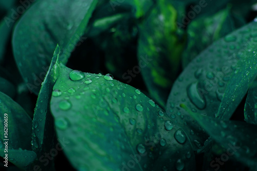 Nature green leaf with raindrop background. Closeup nature view of green leaf. Dew after rain
