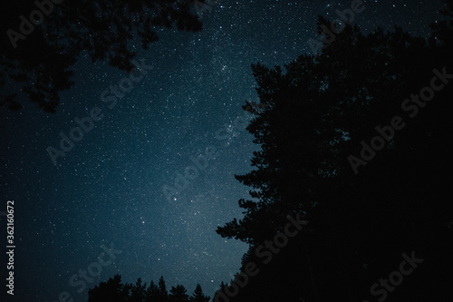 starry night in a pine forest