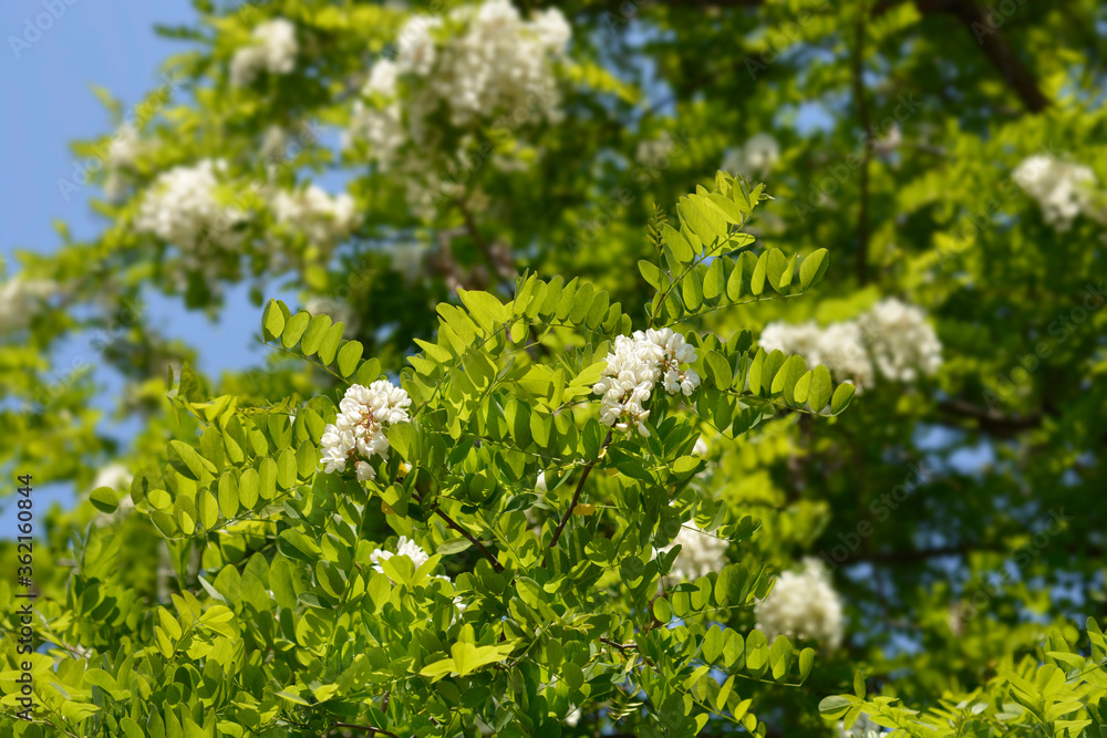 Obraz premium Black locust