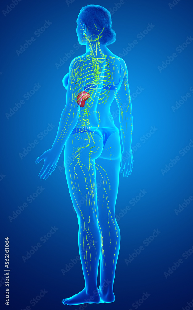 3d rendered medically accurate illustration of a female lymphatic system 3d rendered medically accurate illustration of a female lymphatic system