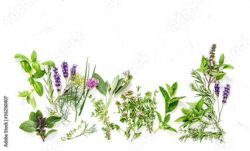 Fresh herbs Basil sage thyme rosemary mint dill savory lavender