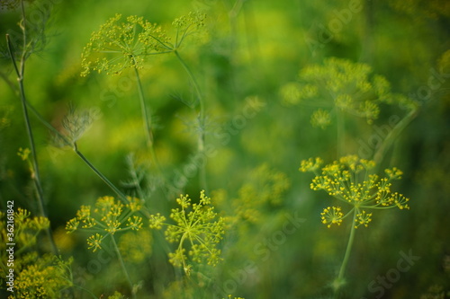 Flowering green dill with yellow flowers grows in the garden. Selective focus.