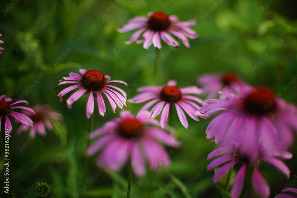 Obraz premium Purple echinacea flowers bush grow in the garden