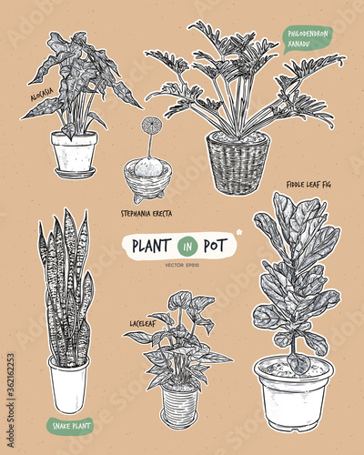 Plant in pots, hand draw sketch vector.