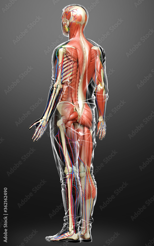 3d rendered medically accurate of the male anatomy 3d rendered medically accurate of the male anatomy