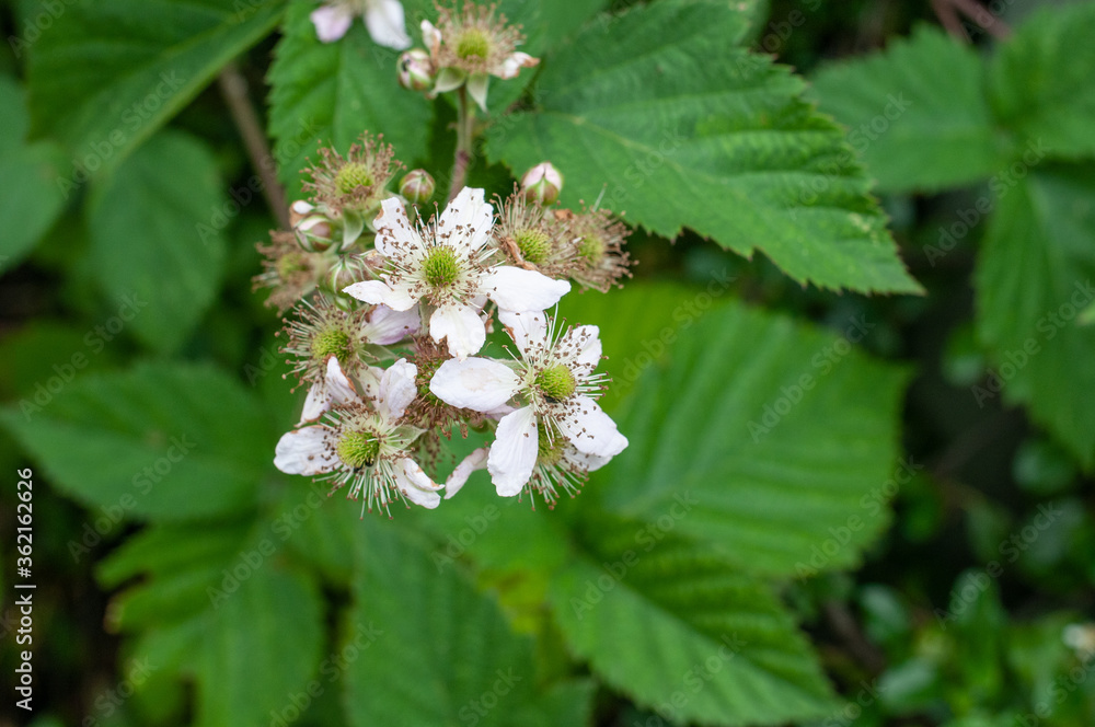 close-up of white blossoms of a bramble shrub close-up of white blossoms of a bramble shrub