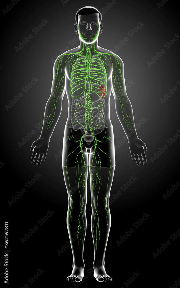 3d rendered medically accurate illustration of a male lymphatic system 3d rendered medically accurate illustration of a male lymphatic system
