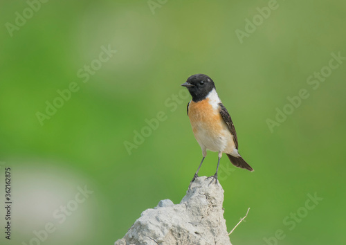 A Wild Bird on The Dry Place In the field © joydeep