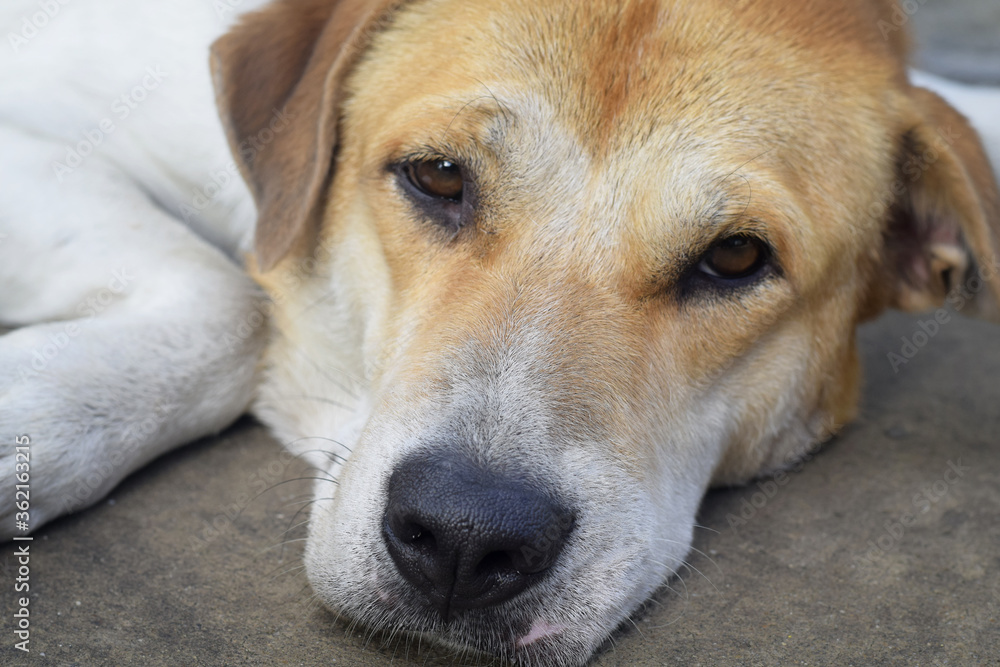 White-brown dogs lay on the floor. White-brown dogs lay on the floor.