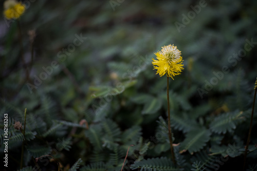 yellow dandelion flower