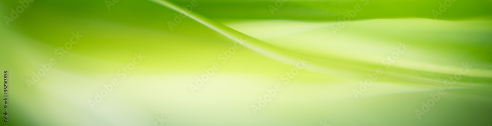 Nature of green leaf in garden at summer. Natural green leaves plants using as spring background cover page greenery environment ecology wallpaper Nature of green leaf in garden at summer. Natural green leaves plants using as spring background cover page greenery environment ecology wallpaper