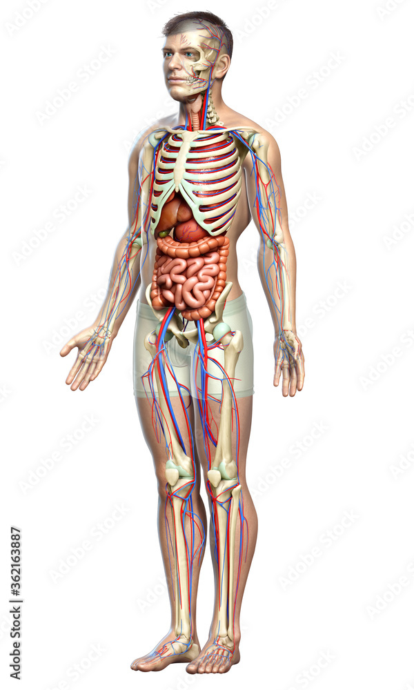 3d rendered medically accurate illustration of male Internal organs, skeleton and circulatory system